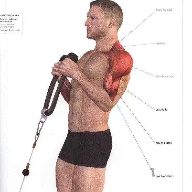 Tricep Rope Cable Attachment – Push/Pull Gym Handle