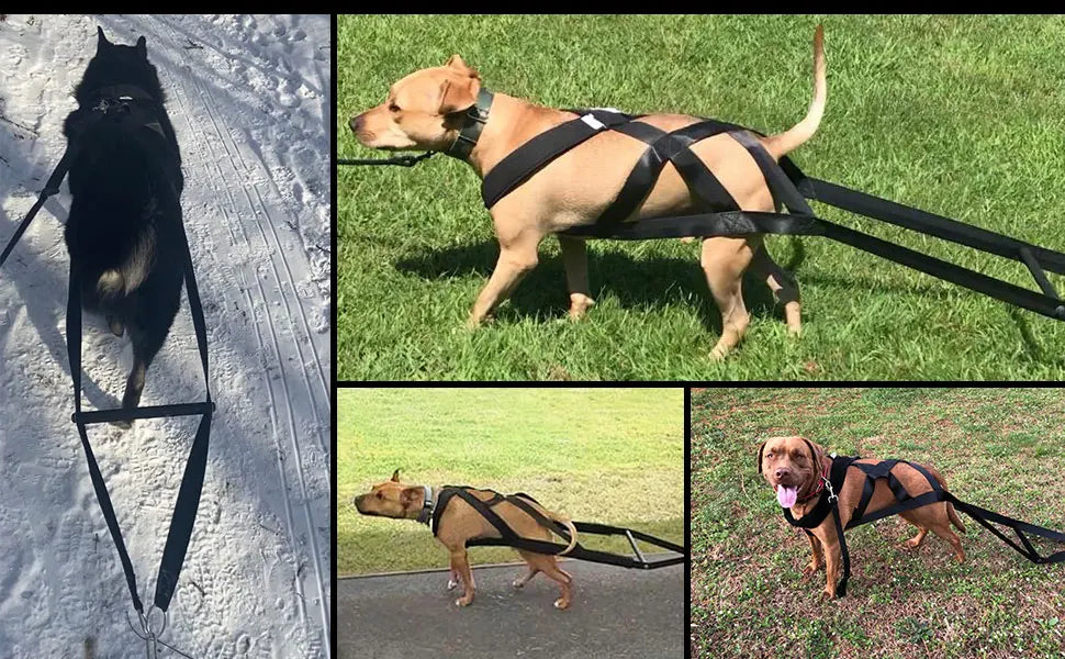 Dog pull training leash, dog sled safety belt for large working dogs, and dog sled safety belt for behavior training.
